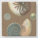 Search for sea shell coasters Conch seashell