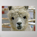 Search for alpaca art Adorable