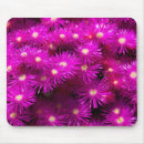 Search for asters electronics Daisy