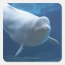 Search for beluga whale crafts party Underwater