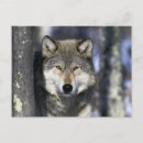 Search for wolfe postcards North america