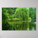 Search for weeping willow tree posters Trees