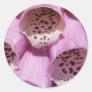Search for foxglove stickers Pretty