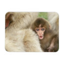 Search for monkey rectangular magnets Nagano