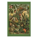 Search for molluscs Snails