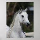 Search for stallion posters Breed