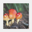 Search for edible magnets Fungus