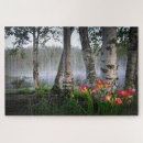 Search for birches Landscape