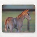 Search for quarter horses mousepads Foal