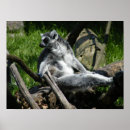 Search for ring tailed posters Lemur