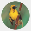 Search for weaver stickers Bird