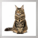 Search for maine coon cat posters Fluffy