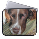 Search for english springer spaniel electronics Pets