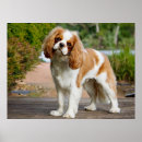 Search for breeder posters Puppies