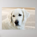 Search for retrievers art White