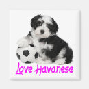 Search for havanese dog magnets Puppy