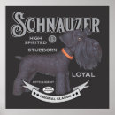 Search for schnauzer puppy posters Miniature