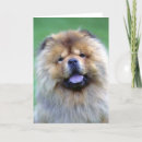 Search for chow chow cards Dogs