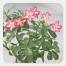Search for desert rose stickers Flowers