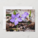 Search for periwinkle postcards Purple