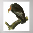 Search for condor bird posters Illustration