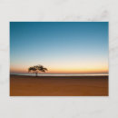 Search for lonely tree postcards Nature