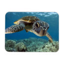 Search for sea turtle magnets Animal
