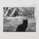 Search for housecat Cats