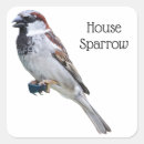 Search for sparrow stickers Wildlife