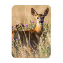 Search for roe magnets Deer