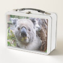 Search for koala lunch boxes Bear