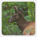 Search for elk stickers Nature