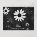 Search for black and white flowers postcards Garden