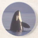 Search for killer coasters Wildlife