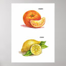 Search for herb illustration posters Botanical