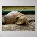 Search for snail posters Insect