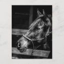 Search for horse profile postcards Black