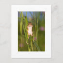 Search for field mouse postcards Cute