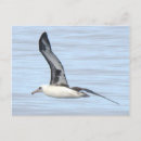Search for albatross postcards Nature