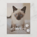Search for new kitten cards Cat mum