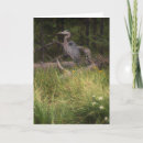 Search for herons cards Animal
