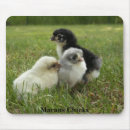 Search for marans Chicks