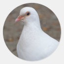 Search for pigeon stickers White