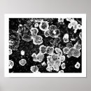 Search for lichens Rocks