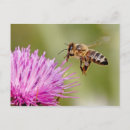 Search for honeybee postcards Insects