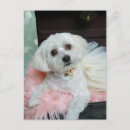 Search for fanciful postcards Cute