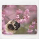 Search for smell electronics Animal