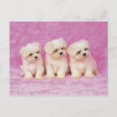Search for small dog breed postcards Animal behaviour