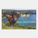 Search for tail feathers Rooster