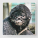 Search for monkey clocks Wild